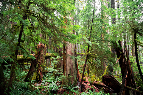 Old growth forest