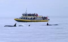 Whale watching boat